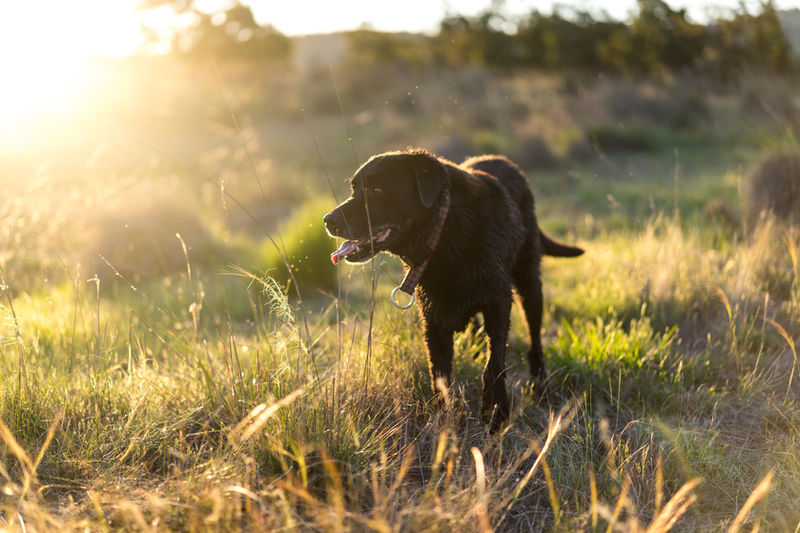 Morning walk in the long grass
